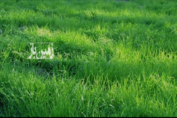 فروش زمین کشاورزی تهران ۱۴۸۱ متر دماوند گیلاوند روستای اسلام اباد-1
