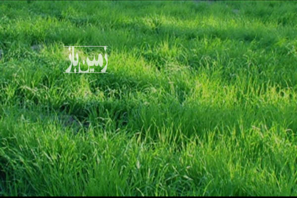 فروش زمین کشاورزی تهران ۶۰۰ متر دماوند گیلاوند روستای اسلام اباد-1