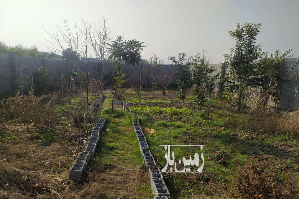 فروش زمین مسکونی شمال ۳۰۰ متر آمل روستایی-2