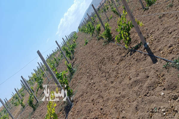 فروش زمین باغ آذربایجان غربی ۸۰۰۰ متر مهاباد روستای قمطره-2