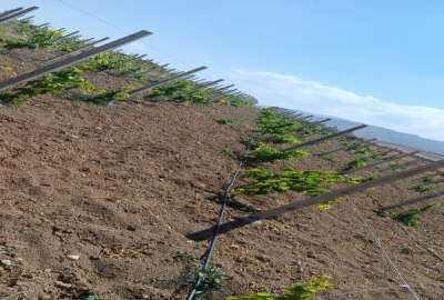 فروش زمین باغ آذربایجان غربی ۸۰۰۰ متر مهاباد روستای قمطره