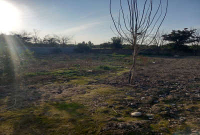 فروش زمین باغ شمال ۲۴۶ متر ساری جاده فرح اباد روستای پنبه چوله