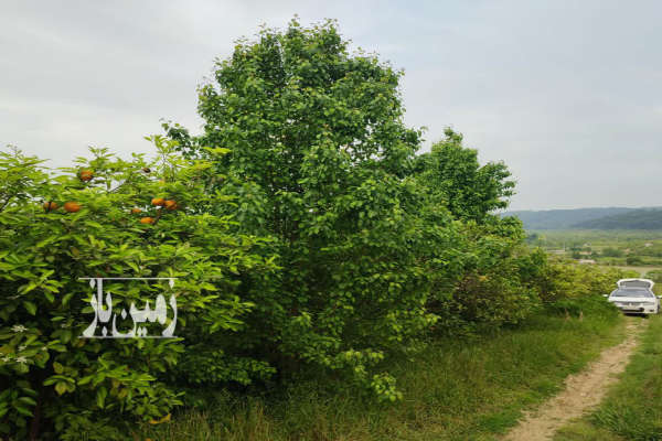 باغ در شمال ۲۸۰۰ متر جاده گنج افروز بابلکنار درونکلا-1