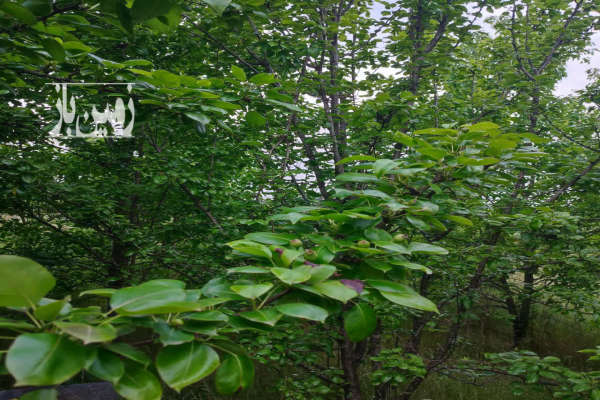 باغ در شمال ۲۸۰۰ متر جاده گنج افروز بابلکنار درونکلا-2