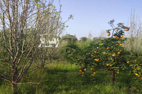 باغ در شمال ۲۸۰۰ متر جاده گنج افروز بابلکنار درونکلا-3