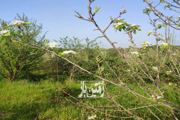 باغ در شمال ۲۸۰۰ متر جاده گنج افروز بابلکنار درونکلا-4