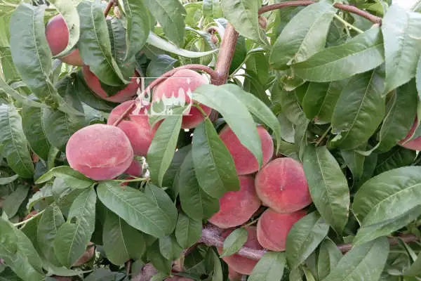 فروش زمین باغ آذربایجان شرقی ۴۵۰ متر شبستر - تصویر 2