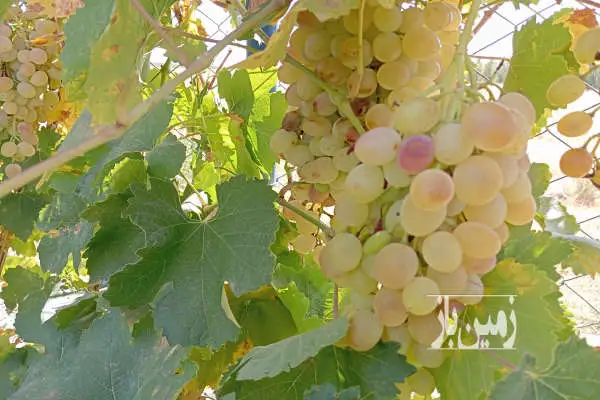 فروش زمین باغ آذربایجان شرقی ۴۵۰ متر شبستر - تصویر 3