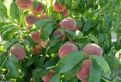 فروش زمین باغ آذربایجان شرقی ۴۵۰ متر شبستر