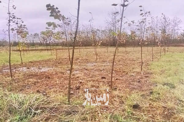 فروش زمین باغ گیلان ۳۹۴ متر گوراب زرمیخ درختکاری شده-1