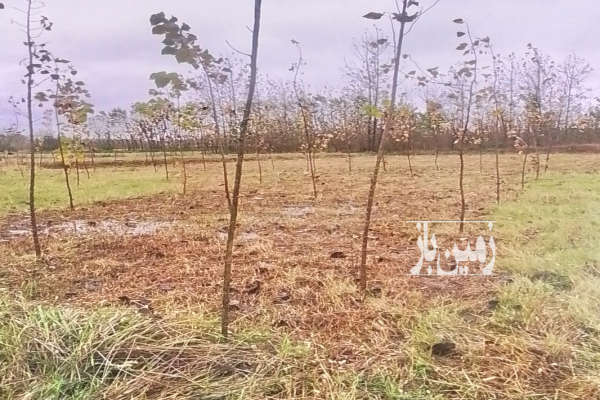 فروش زمین باغ گیلان ۳۹۴ متر گوراب زرمیخ درختکاری شده-2