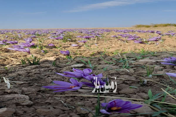 فروش زمین کشاورزی خراسان رضوی ۴۰۰۰۰ متر تربت حیدریه شادمهر-2