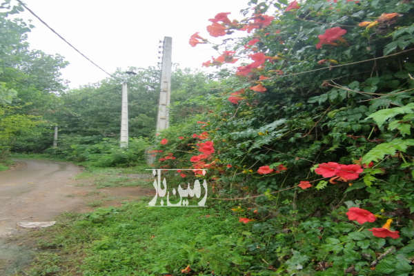 فروش زمین مسکونی باغ گیلان ۴۰۰ متر صومعه‌ سرا روستای اسلام آباد-4