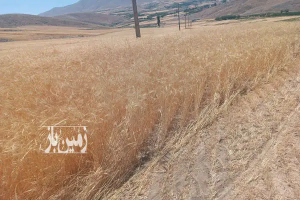 فروش زمین کشاورزی مرکزی ۱۰ هکتار آستانه ده گلشن - تصویر 1