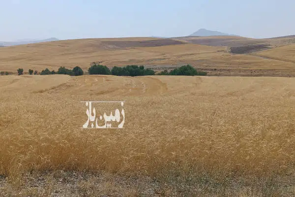 فروش زمین کشاورزی مرکزی ۱۰ هکتار آستانه ده گلشن - تصویر 2