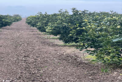 فروش زمین باغ شمال ۲۰۰۰ متر ساری فرح اباد