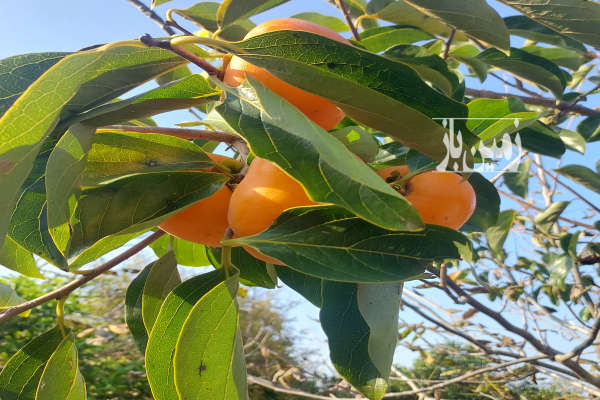 فروش زمین باغ شمال ۱۵۰ متر قائمشهر مشجر-3