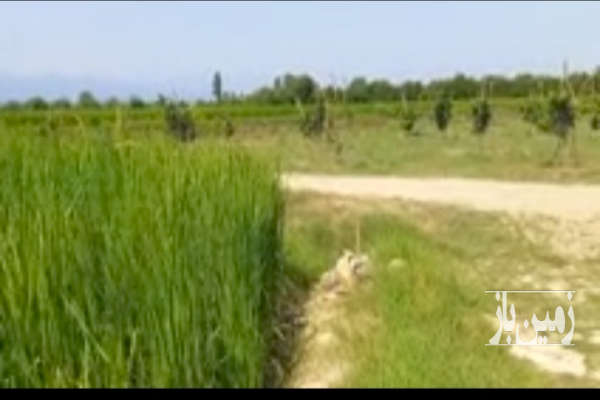 فروش زمین باغ صنعتی کشاورزی شمال ۴۲۲۰ متر بابل روستای گردرودبار-4