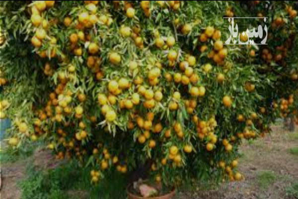 فروش زمین باغ کشاورزی شمال ۲۶۰ متر جاده قائمشهر به جویبار روستای رستمکلا-1