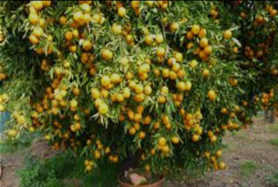 فروش زمین باغ کشاورزی شمال ۲۶۰ متر جاده قائمشهر به جویبار روستای رستمکلا