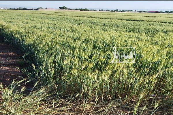 فروش زمین کشاورزی اردبیل ۵۶۰۰۰ متر روستای تپراقلو-3
