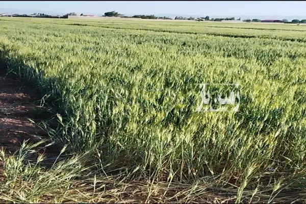فروش زمین کشاورزی اردبیل ۵۶۰۰۰ متر روستای تپراقلو - تصویر 3