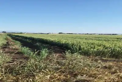فروش زمین کشاورزی اردبیل ۵۶۰۰۰ متر روستای تپراقلو