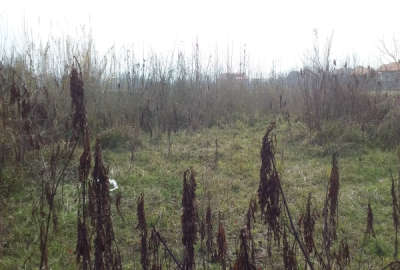 فروش زمین باغ گیلان ۸۰۰ متر لاهیجان روستای بیجاربنه لفمجان