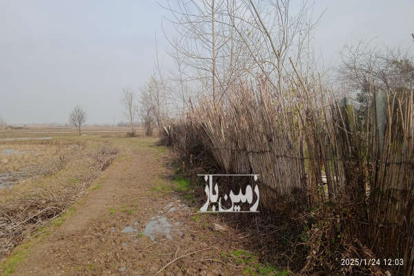 فروش زمین کشاورزی گیلان ۵۰۰۰ متر لشت نشا-2