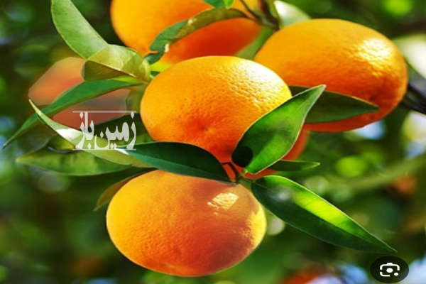 فروش زمین باغ گلستان ۲۴۰۰ متر کردکوی ولاغوز-1