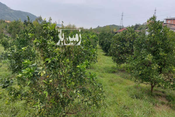 فروش زمین باغ شمال ۲۵۰۰ متر مرزیکلا  روستای رییس کلا-1