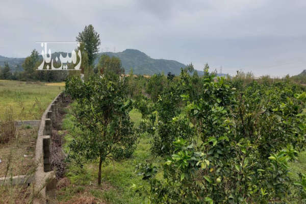 فروش زمین باغ شمال ۲۵۰۰ متر مرزیکلا  روستای رییس کلا-2