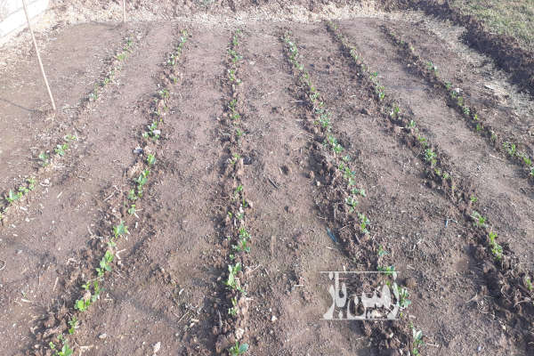 فروش زمین باغ گیلان ۳۰۰ متر لاهیجان روستای نخجیرکلایه-1