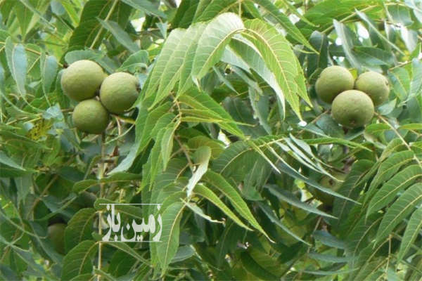 فروش زمین باغ باغچه کشاورزی اصفهان ۷۱۰ متر خوانسار وسط شهر-4