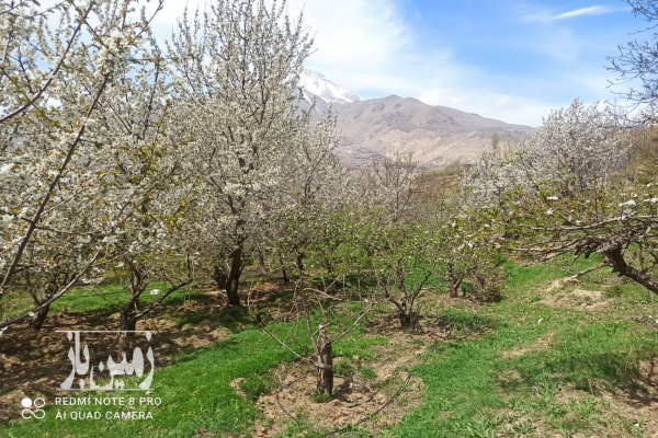 فروش زمین باغ شمال ۲۷۰۰۰ متر رینه-2