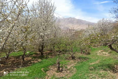 فروش زمین باغ شمال ۲۷۰۰۰ متر رینه