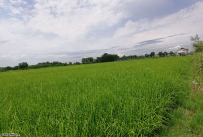 فروش زمین کشاورزی گیلان ۱۶۰۰ متر لنگرود روستای سلطان مرادی