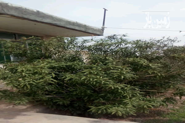 فروش زمین مسکونی گیلان ۳۰۰۰ متر لوشان روستای خاکینه-2