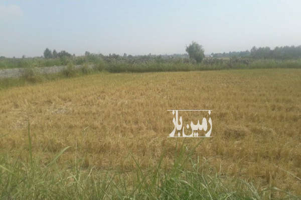 فروش زمین کشاورزی شمال ۱۰۰۰ متر آمل روستای انجپل-1