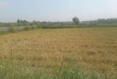 فروش زمین کشاورزی شمال ۱۰۰۰ متر آمل روستای انجپل