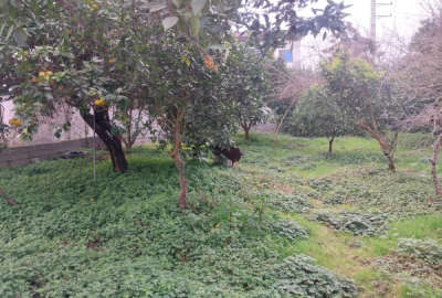 فروش زمین مسکونی باغ شمال ۴۰۰ متر چمستان سعادت اباد