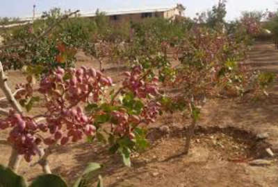 زمین کشاورزی با آب ۶۰۰ هکتار کرج