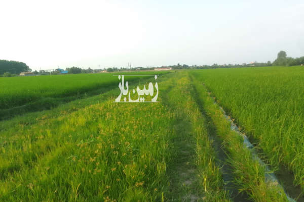 فروش زمین کشاورزی شمال ۶۵۰ متر خرم‌ آباد تنکابن لشگرک-1