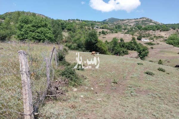 فروش زمین باغ شمال ۱۰۰۰ متر نوشهر کجور روستای گندسکلا-1