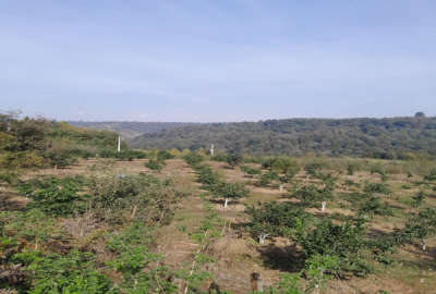فروش زمین باغ شمال ۳۰۰۰ متر قائمشهر روستای سیدابوصالح