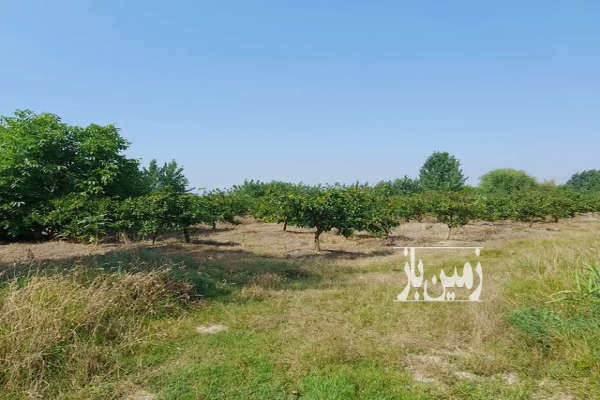 فروش زمین باغ کشاورزی شمال ۸۰۰۰ متر ساری فرح اباد-3