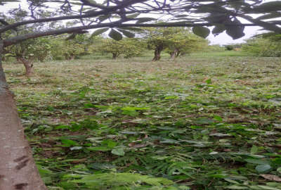 فروش زمین باغ شمال ۳۱۰۰ متر تنکابن روستای سلیم اباد