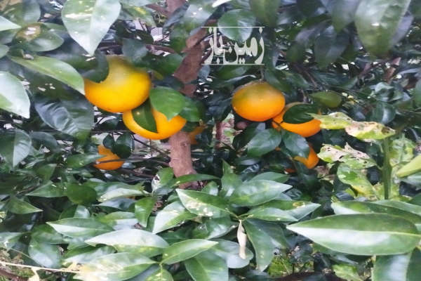 فروش زمین مسکونی گیلان ۲۰۰ متر گوراب زرمیخ روستای سه سار-2