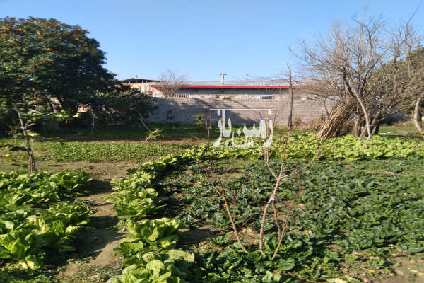 فروش زمین مسکونی شمال ۳۰۰ متر بابل-3