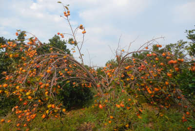 فروش زمین باغ شمال ۴۳۰ متر بابل پایین گنج افروز روستایی